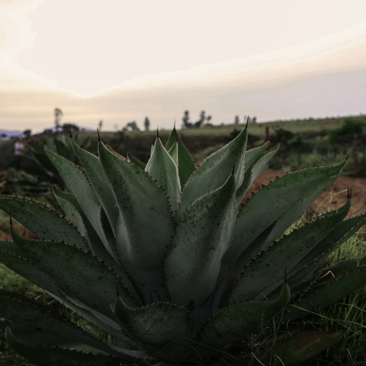 raicilla-espiritu-ancestral
